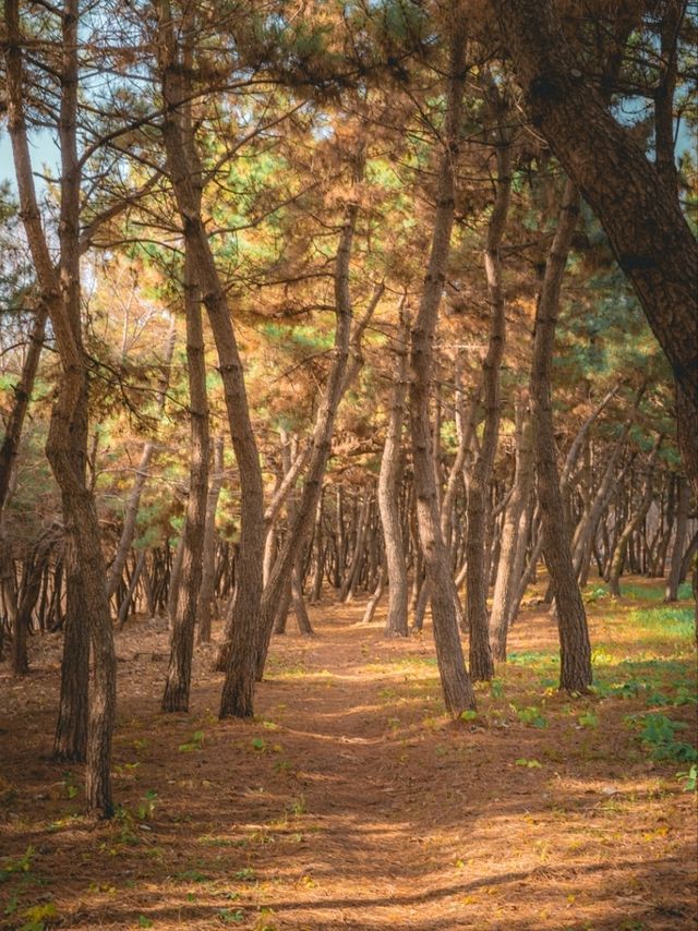 소나무 향을 맡으며 산책 할 수 있는 이곳"곰솔누리숲"