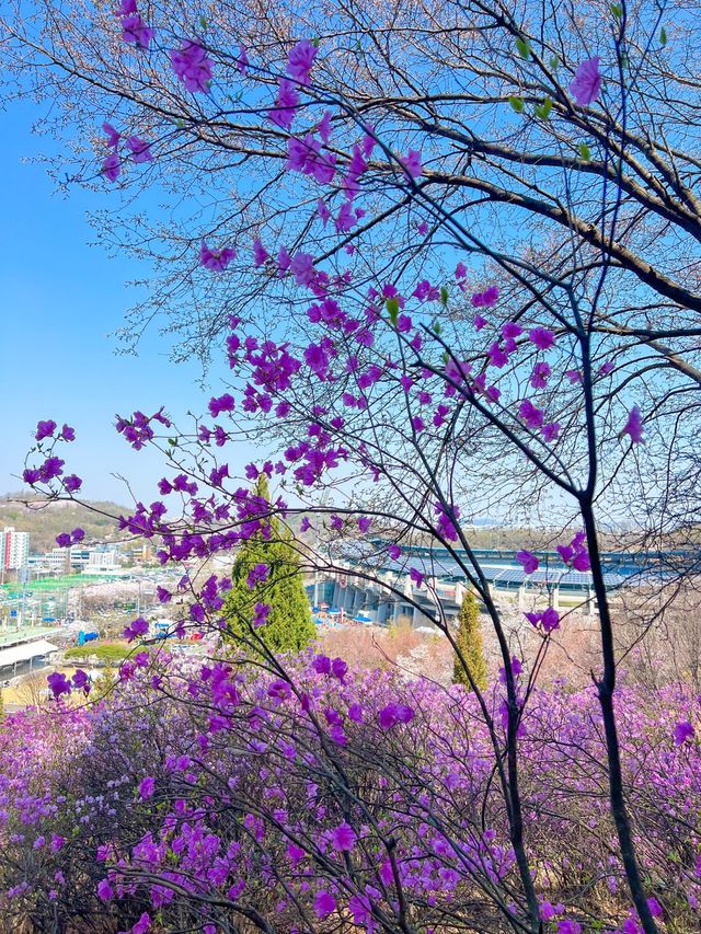 하얀 팝콘과 핑크 물결의 봄꽃 구경🌸🤍💞