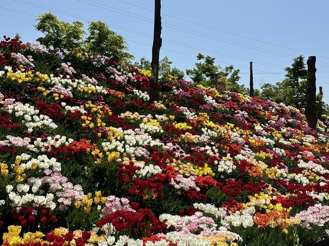 Japan Tulip Fair 