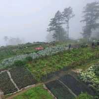 ATOK BENGUET IS A SUCCULENTS CITY