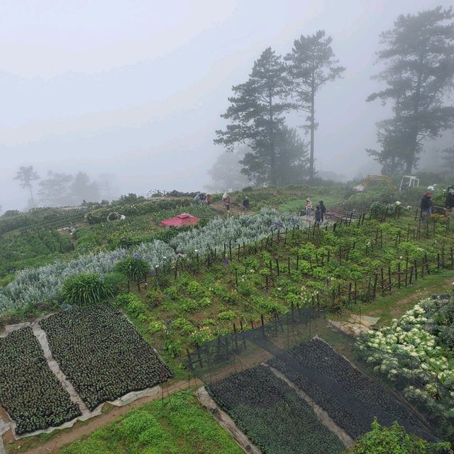 ATOK BENGUET IS A SUCCULENTS CITY