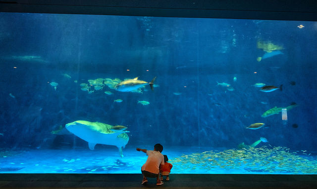 探索海洋奇觀：帶小朋友遊覽鹿兒島水族館