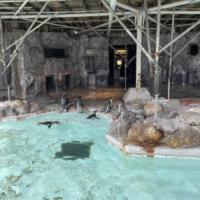札幌市內動物園🦓🐆🦒🐅