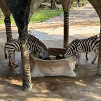 深圳野生動物園🐈‍⬛🐈‍⬛