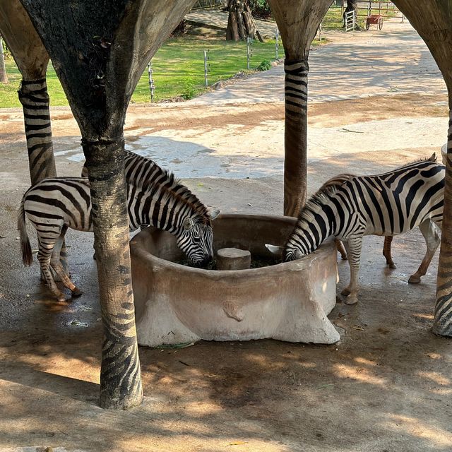 深圳野生動物園🐈‍⬛🐈‍⬛