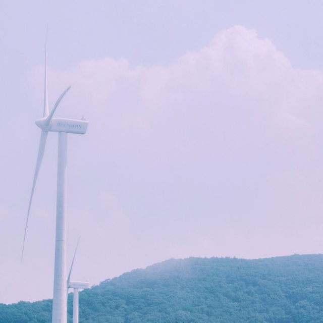 🌬️ 평화로운 초록과 자연 , 강릉 대관령 삼양목장