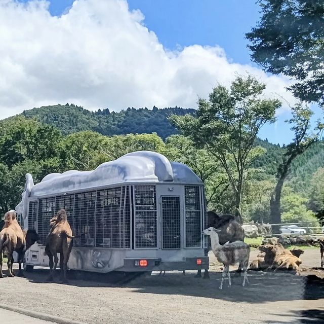 どこを見渡しても動物がいる場所