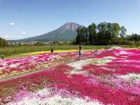 🌸少女心爆發的芝櫻之旅🌸