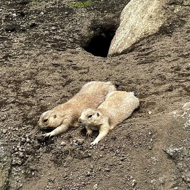🎨🌍江戶川區自然動物園與動物奇趣😄🐛