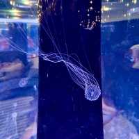 【テクノロジーが溢れる水族館】マクセル アクアパーク品川