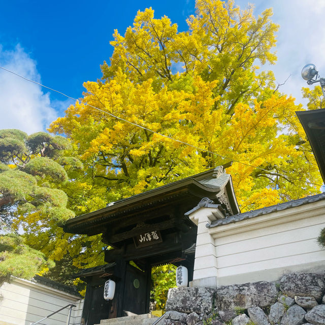 【長野県/高さ40mの夫婦銀杏が美しく紅葉を始めた佛法紹隆寺】