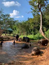 ย้อนเวลาไปเข้าแคมป์เลี้ยงช้างที่เชียงใหม่🐘