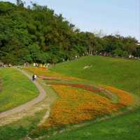 花開正好-大溝溪生態治水園區