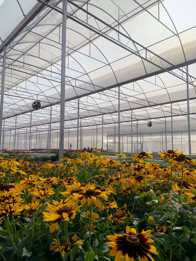 AGA Happy farm สวนดอกไม้แม่แตง เชียงใหม่