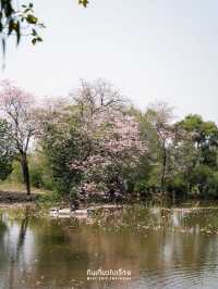 🌸🌸 พาถ่ายรูปดอกชมพูพันธ์ุทิพย์ที่สวนรถไฟ 