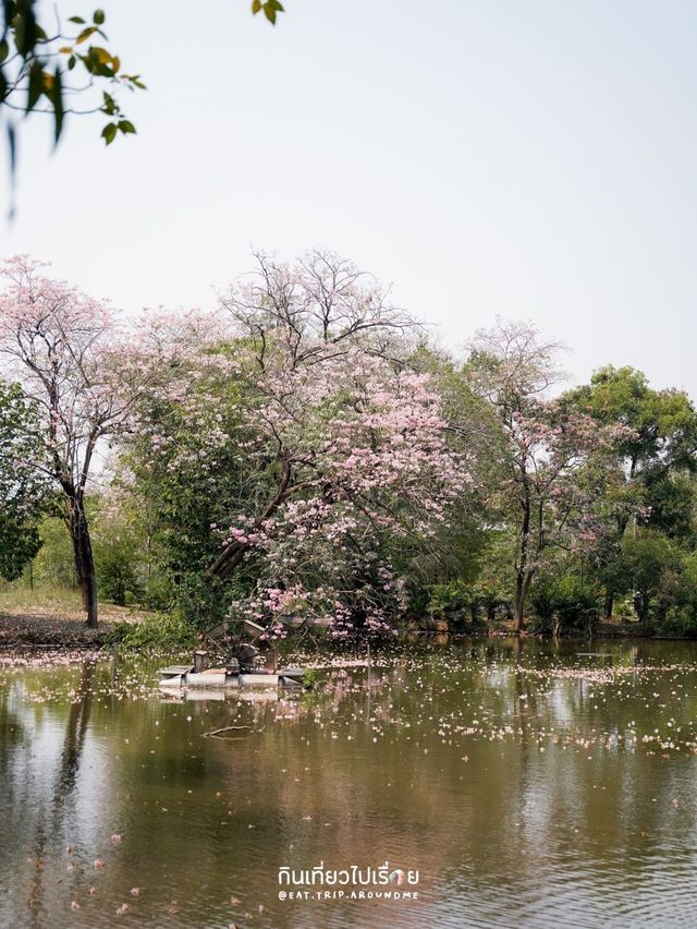 🌸🌸 พาถ่ายรูปดอกชมพูพันธ์ุทิพย์ที่สวนรถไฟ 