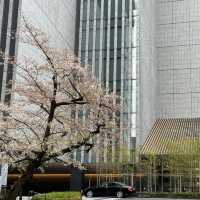 THE CAPITOL HOTEL TOKYU (JAPAN)