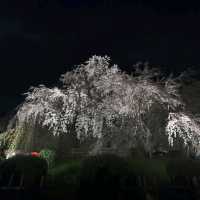 Famous weeping sakura trees