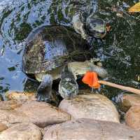 Turtle Tales: Love & Tranquility in heart of Bangkok!