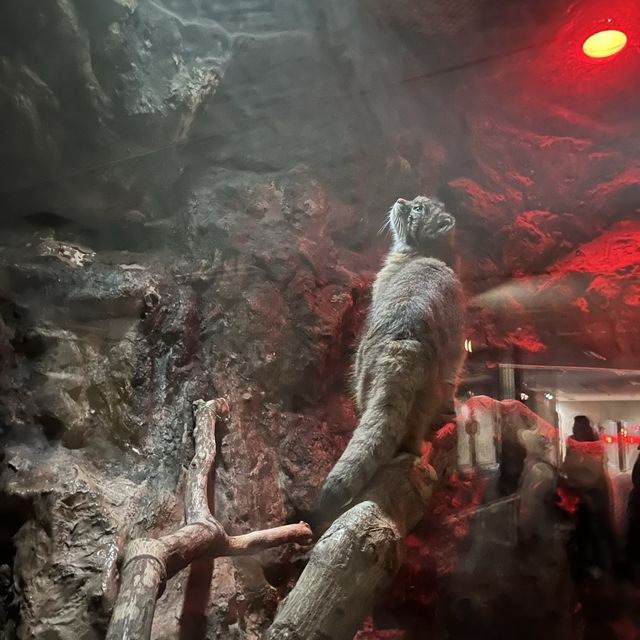 🦅🐙🐊意料之外玩了半天🦧上野動物園🐯🐼🐧