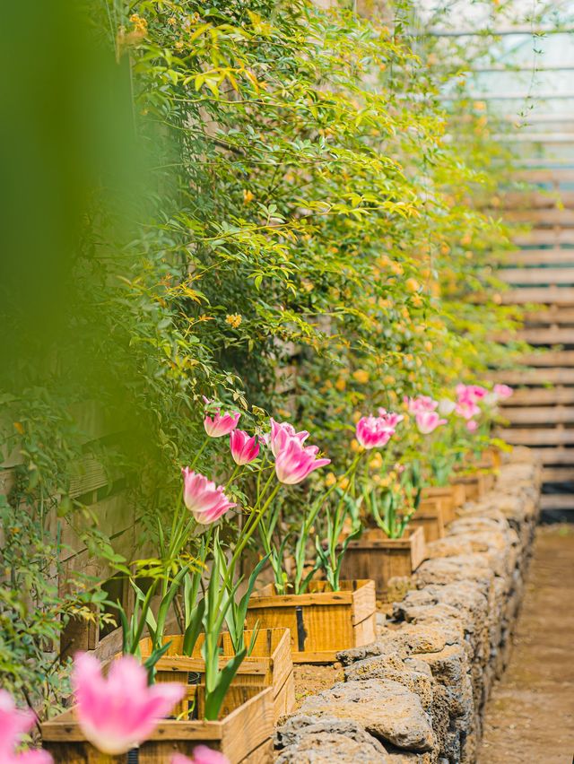 🌸꽃의 성지가 될 제주 여행지 [보롬왓]🌿