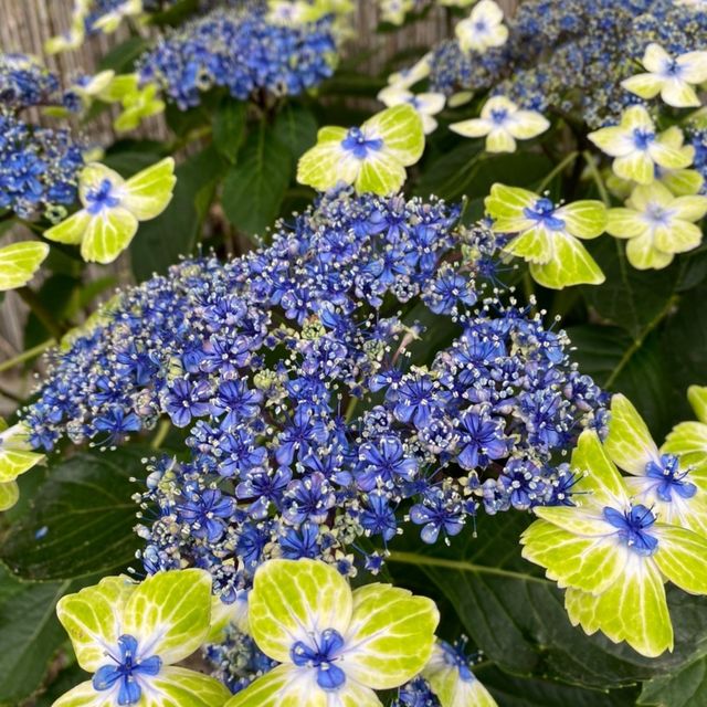 蒲郡　形原あじさいの里で紫陽花と絶景の見晴らしを満喫