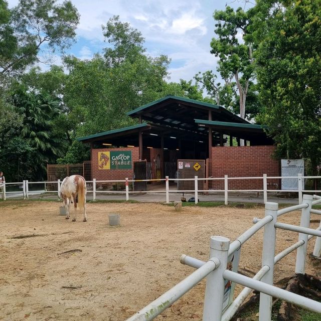 Fun With Horses At Gallop Stable 🐴