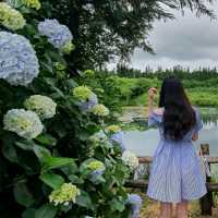 여름의 제주 꽃구경🌼