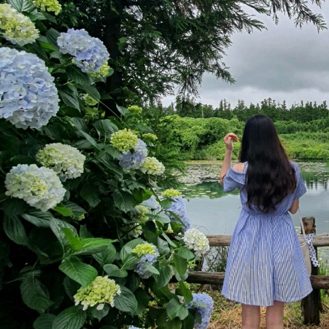 여름의 제주 꽃구경🌼
