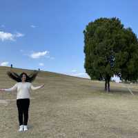 🌿 Lonely Tree - Olympic Park Korea🌲