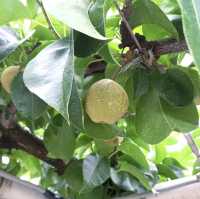 品味梨的奇妙！鳥取二十世紀梨紀念館🍐🏛️🍦