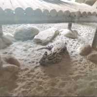 動物天堂！探索頑皮世界野生動物園的奇妙之旅！🐾🌿🦁