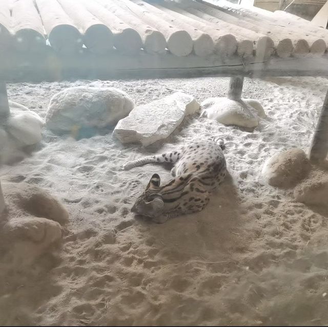 動物天堂！探索頑皮世界野生動物園的奇妙之旅！🐾🌿🦁