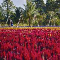 สวนดอกไม้ไร่ภาสทองที่ถ่ายรูปสวยๆสุดฮิต