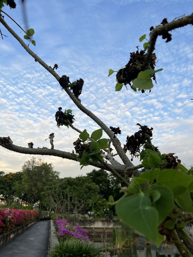 สวนเบญจกิติ 🌳🍃