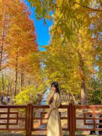 떠오르는 경주 단풍 핫플, 경북천년숲정원(경주산림환경연구원)