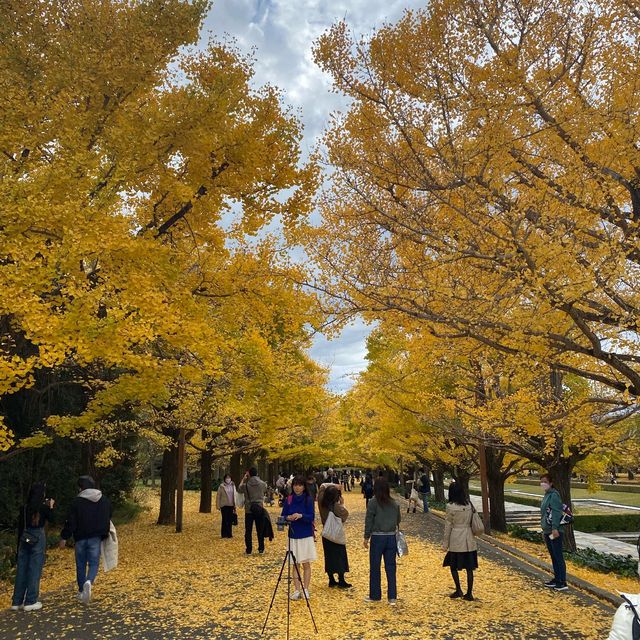 【昭和記念公園】イチョウを照らす絶景ライトアップ