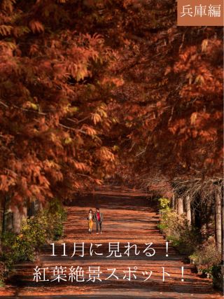 [If you want to see autumn leaves, go to Hyogo! ✨] Hyogo's autumn leaf viewing spots are full of spectacular views! 😳🍁