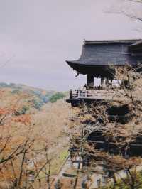 🇯🇵日本京都景點 X 清水寺👣終於看到歷經三年的整修完畢的清水寺！