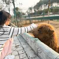 湖南漢壽野生動物世界