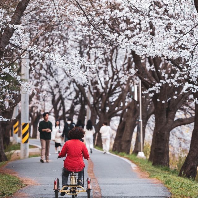 Jochiwon Cherry Blossom Road 