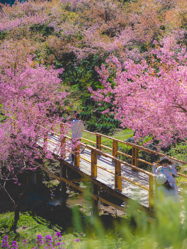 สะพานซากุระ ฟีลญี่ปุ่นญี่ใจสุดๆ 🌸