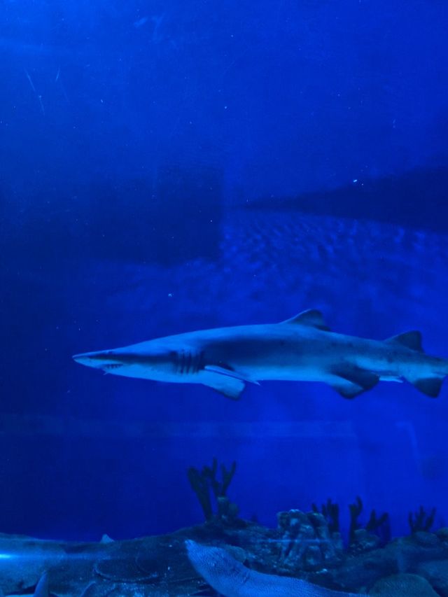 Visiting Aquaria KLCC, Kuala Lumpur 🇲🇾