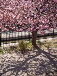 【京都府/伏見】京都で行きたい人気の早咲き桜スポット