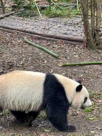 🐼 เยือนถิ่นแพนด้ายักษ์ 🐼 ‘เฉิงตู’ 🇨🇳