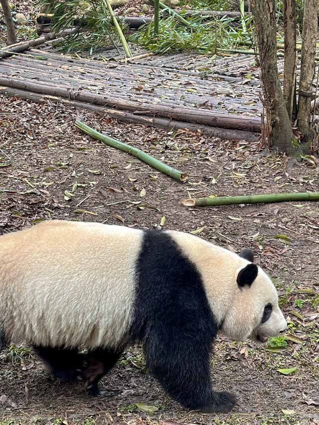 🐼 เยือนถิ่นแพนด้ายักษ์ 🐼 ‘เฉิงตู’ 🇨🇳