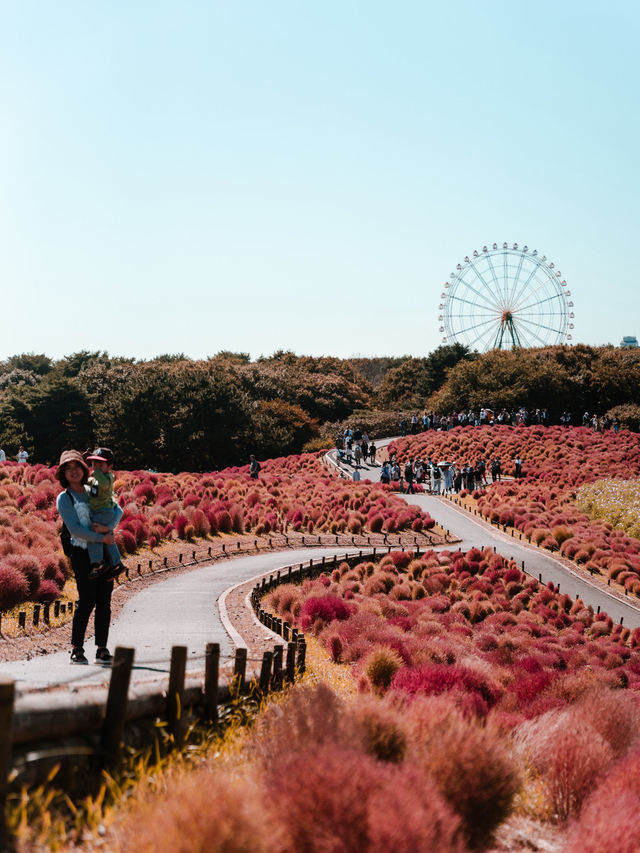 東京景點 | 茨城日立海濱公園