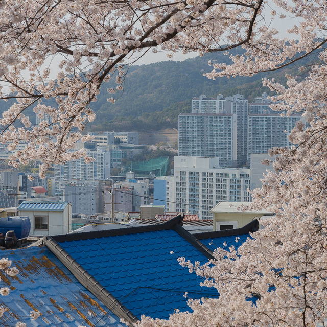 부산 벚꽃 명소 개금동벚꽃길