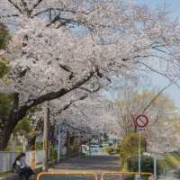 교토 대표적인 벚꽃 명소 카모강