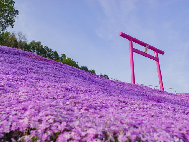 北海道東藻琴芝櫻公園